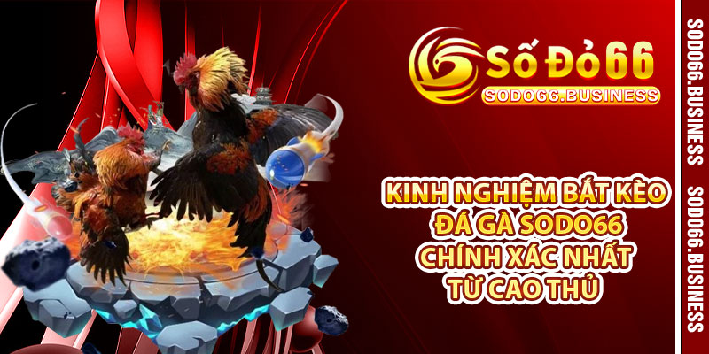 Kinh nghiệm bắt kèo đá gà SODO66 chính xác nhất từ cao thủ 