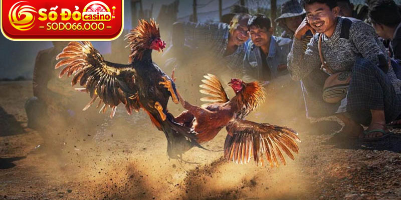 Bí quyết để chiến thắng và nhận được phần thưởng ở giải đá gà C3