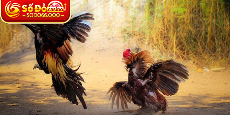 Điểm qua những lợi ích nổi trội khi thi đấu tại đá gà C3