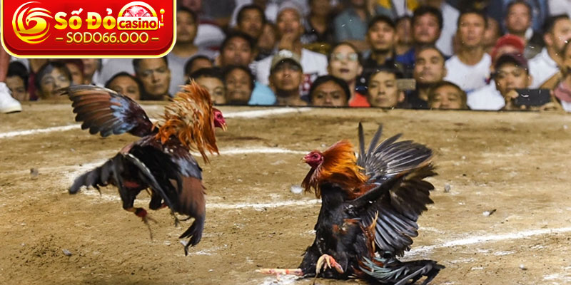 Giới thiệu chung về sảnh đá gà SODO66
