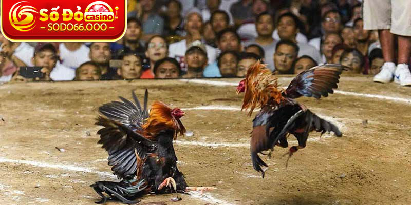 Khám phá ngay sân chơi cá cược hấp dẫn đá gà C3