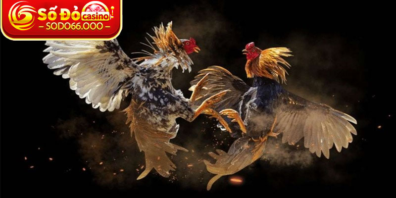 Mẹo giúp bạn đặt cược dễ dàng chiến thắng hơn