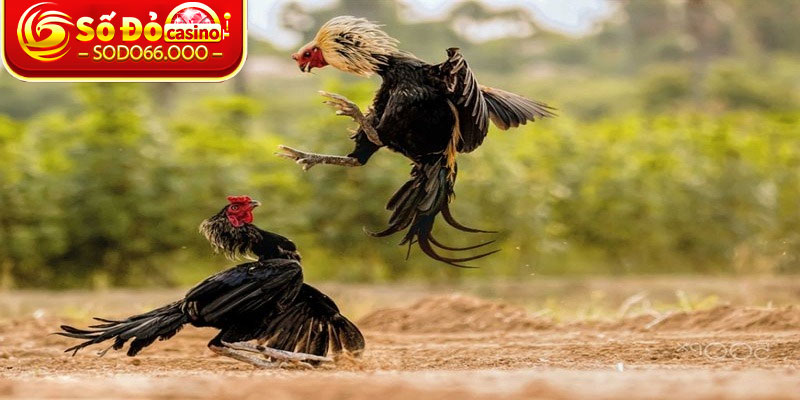 Những lợi ích khi tham gia đặt cược đá gà SODO66